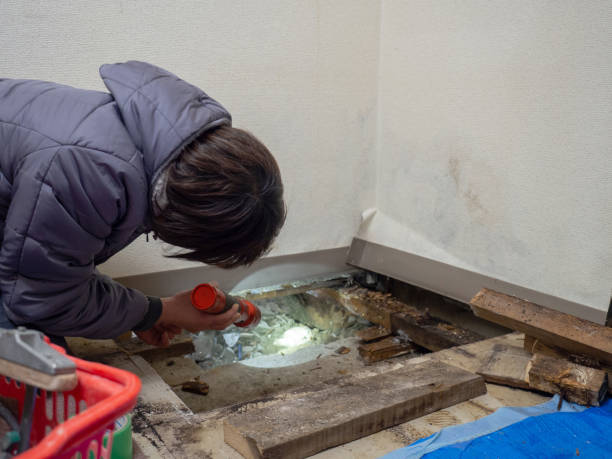 Best Emergency Mold Remediation  in South Point, OH