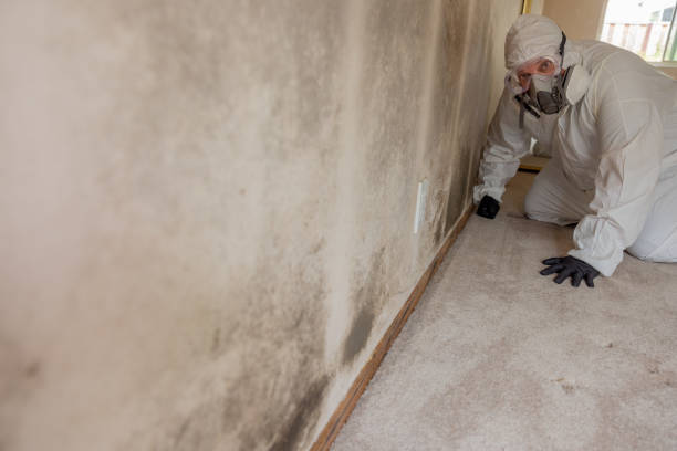 Best Basement Mold Removal  in South Point, OH