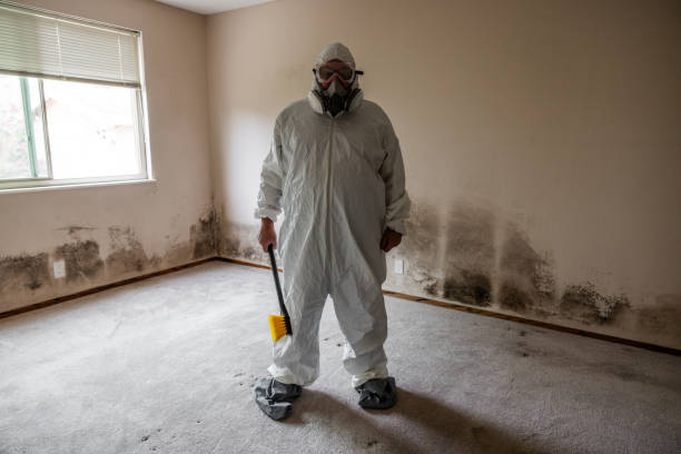 Mold Odor Removal Services